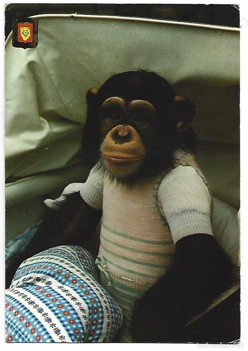 Postales: &rdquo; MONO - CHIMPANCE &rdquo; - Foto 1
