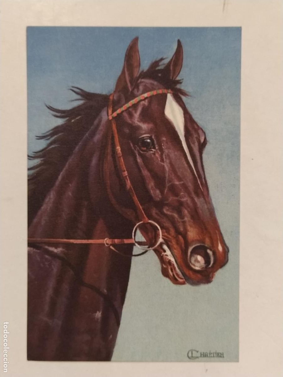 Postales: CABALLO - POSTAL ANTIGUA -(113.771) - Foto 1