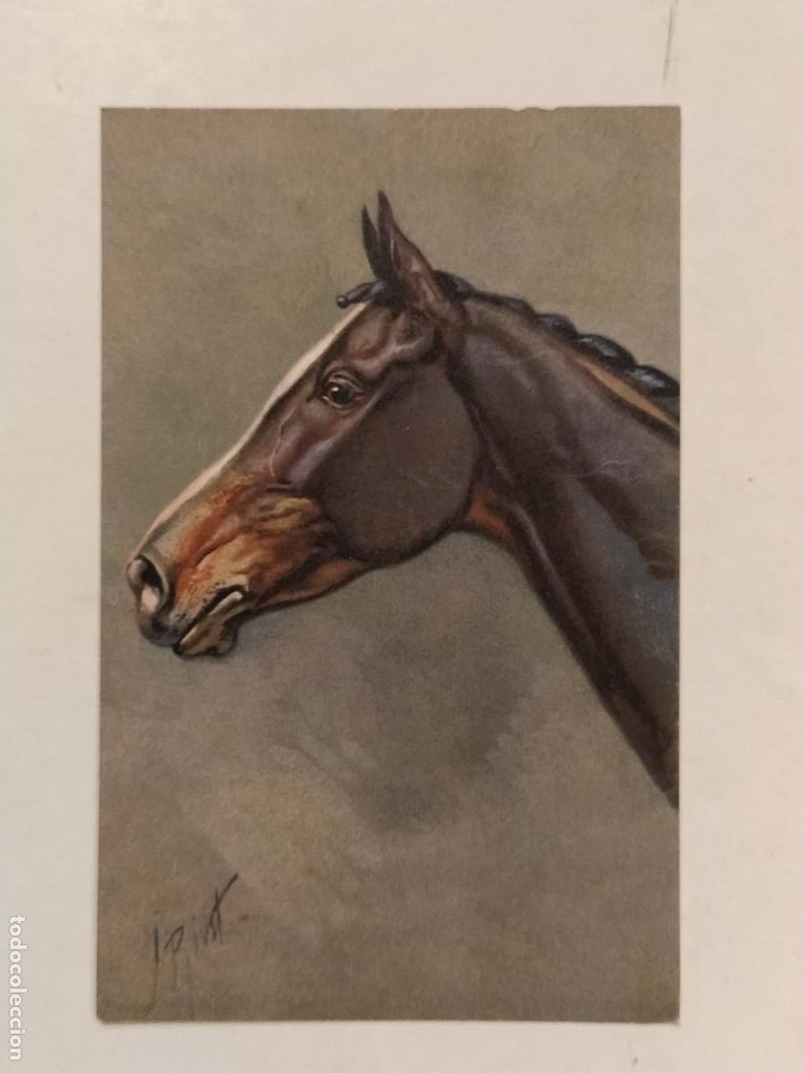 Postales: CABALLO - POSTAL ANTIGUA -(113.772) - Foto 1