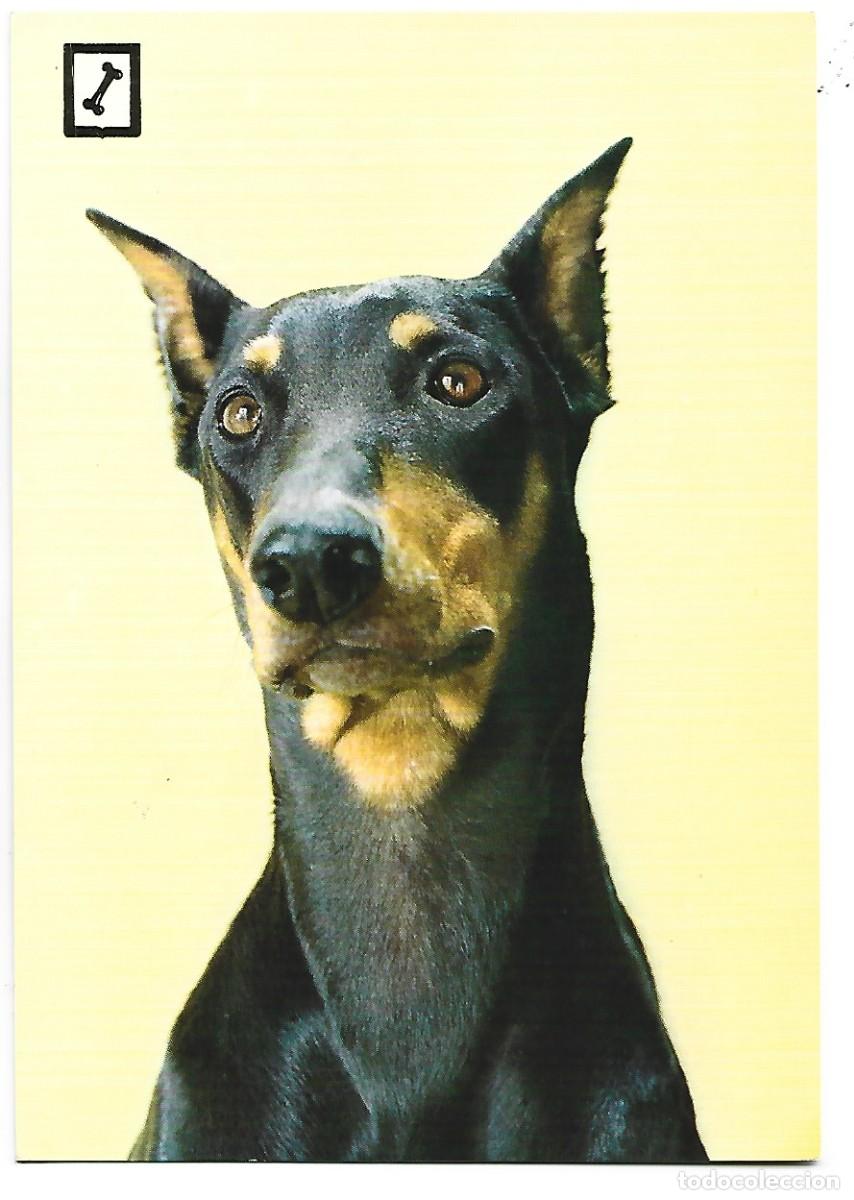 Postales: DOBERMAN.- ANIMALES DOMESTICOS - Foto 1