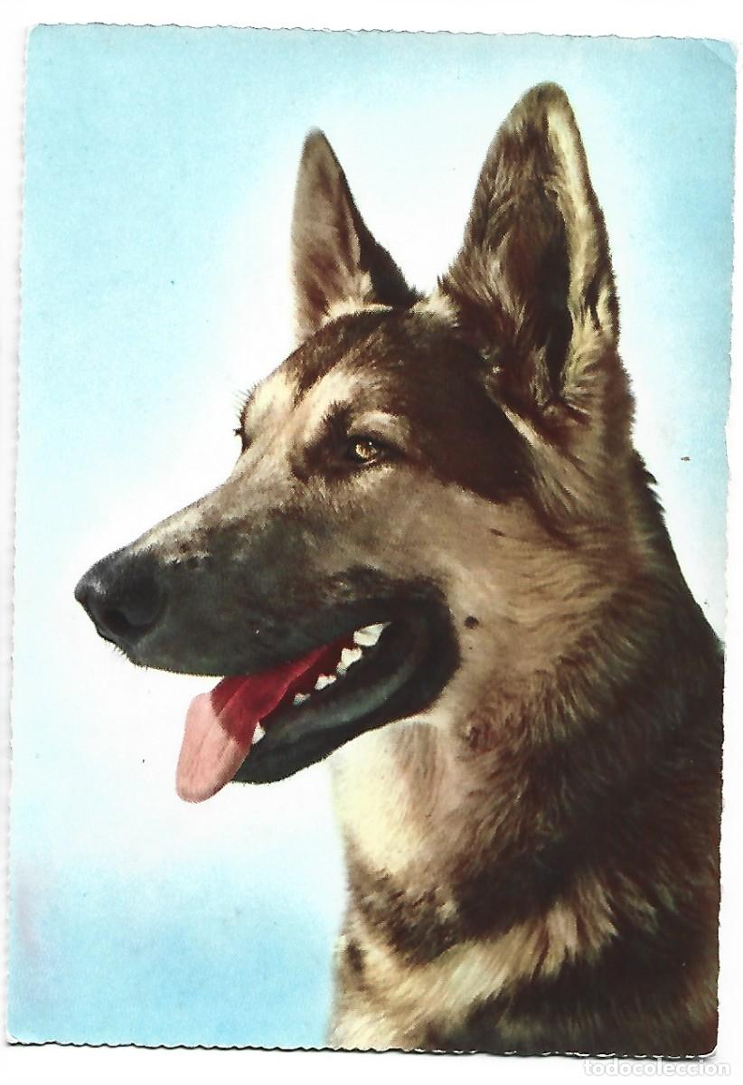 Postales: PERRO PASTOR ALEMAN.. - Foto 1