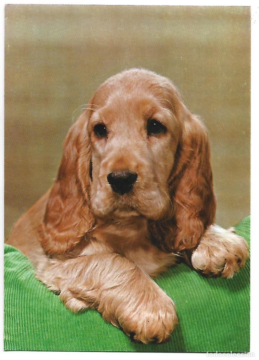 Postales: PERRO - CAN - DOG.- BEAGLE - Foto 1