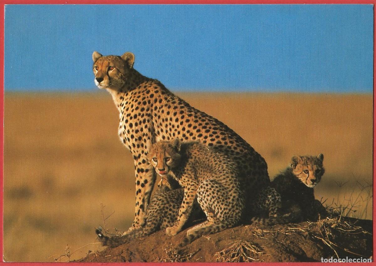 Postales: Kenia - Fauna : Guepardos - Foto 1