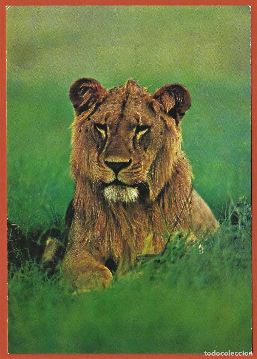 Postales: Kenia - Fauna : Joven le&oacute;n - Foto 1