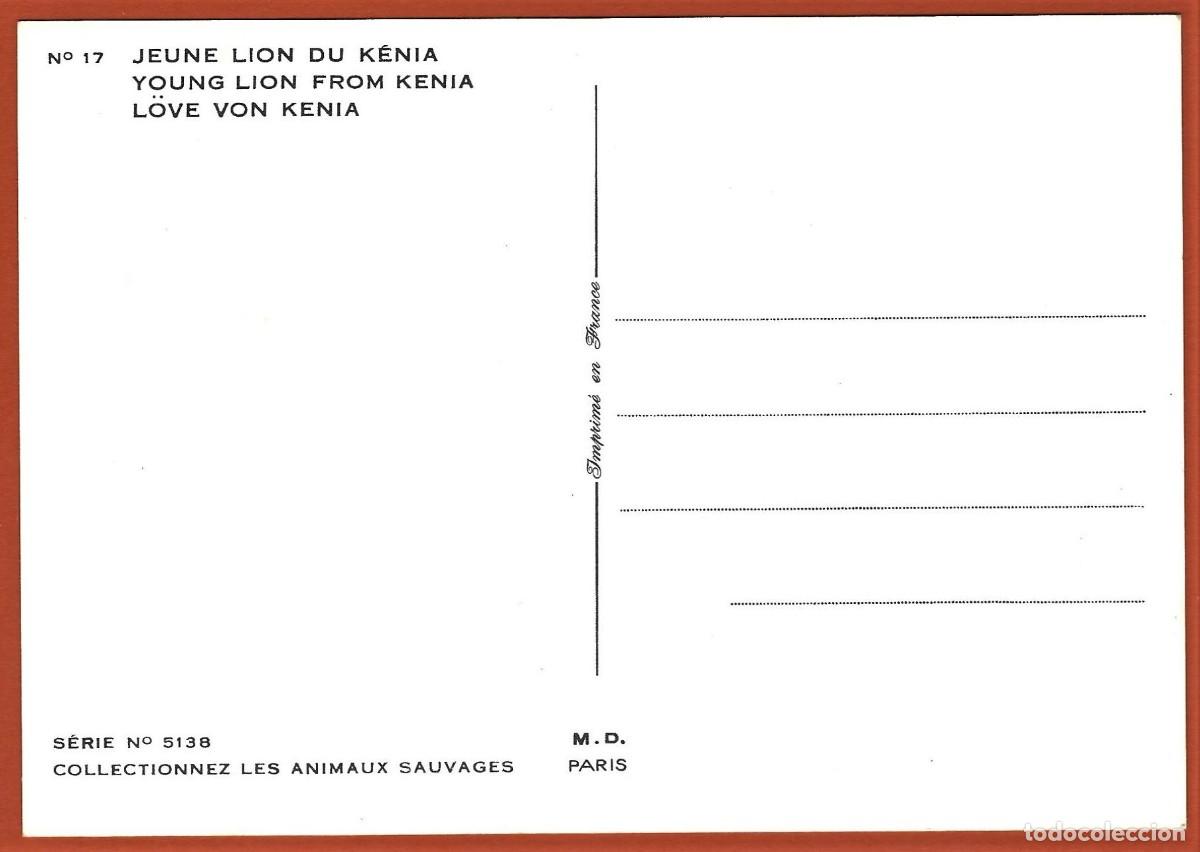 Postales: Kenia - Fauna : Joven le&oacute;n - Foto 2