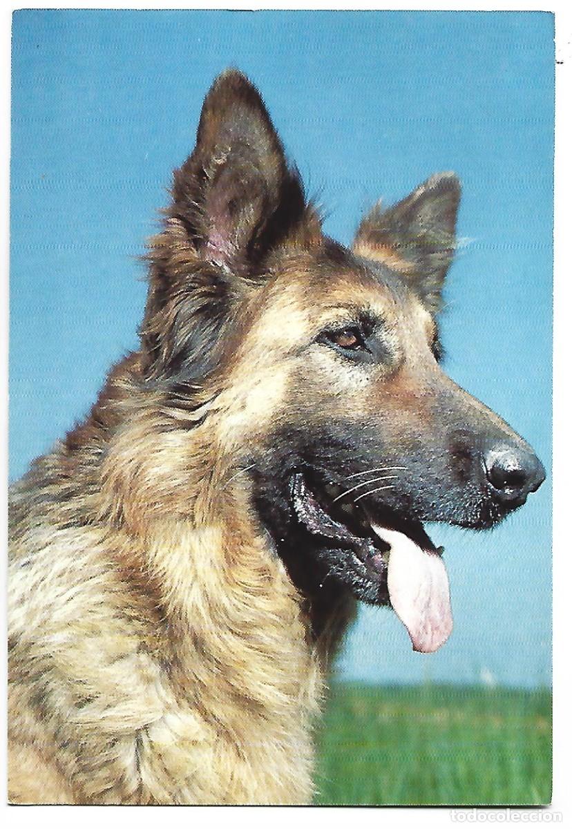 Postales: PERRO / DOG.- PASTOR ALEMAN - Foto 1