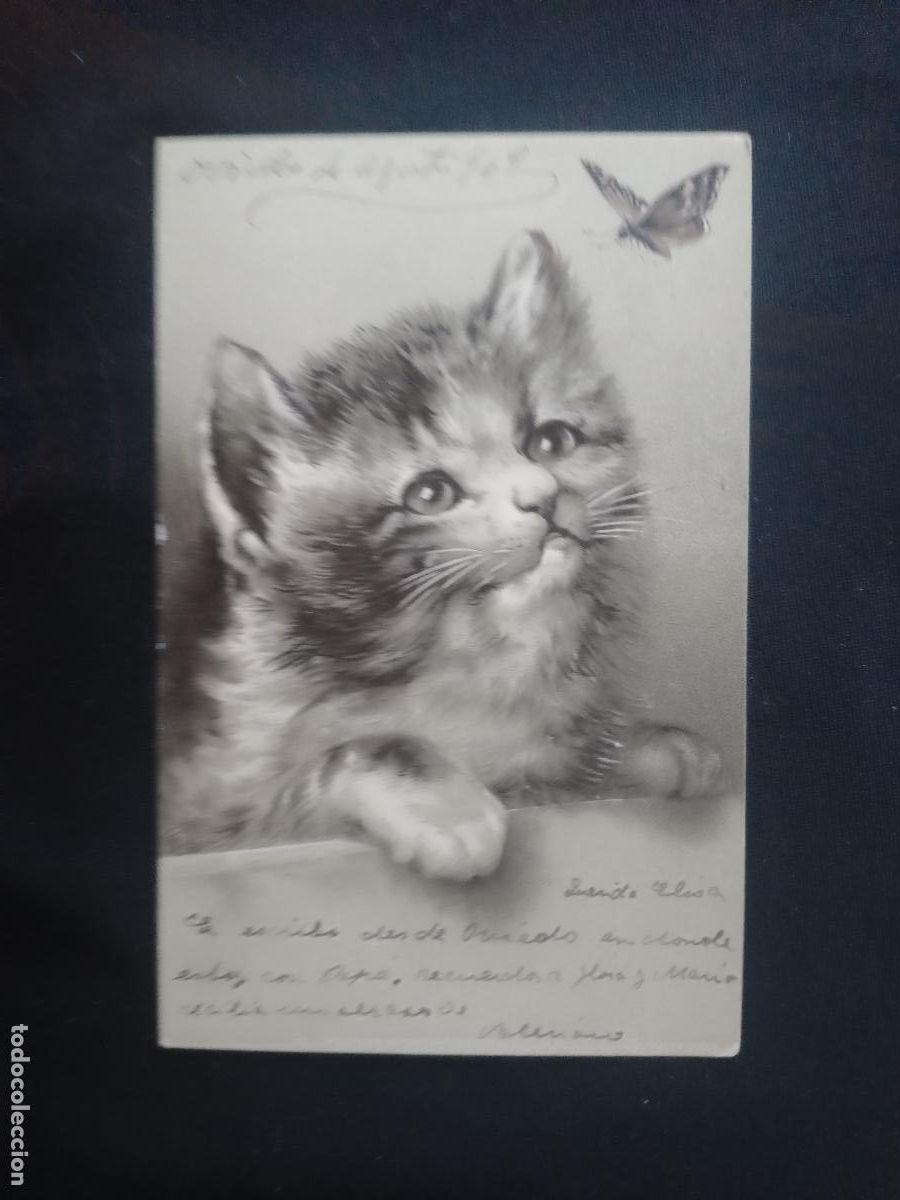 Postales: Gato, postal con relieves. Circulada 1902 - Foto 1