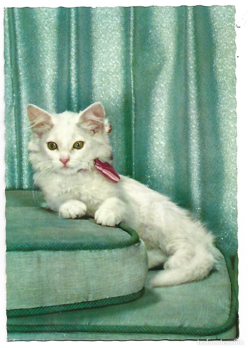 Postales: CATO ACOSTADO CON LAZO - Foto 1