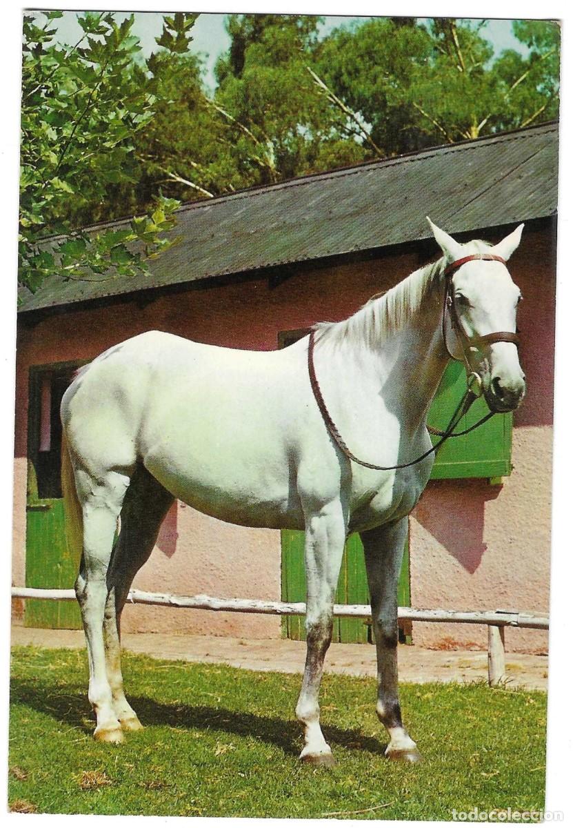 Postales: Postal Caballo. ref. 7-ani39 - Foto 1