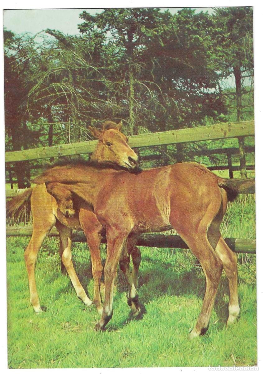 Postales: Postal Caballos. ref. 7-ani43 - Foto 1