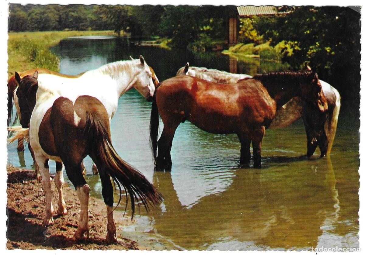 Postales: Postal Caballos. ref. 7-ani44 - Foto 1