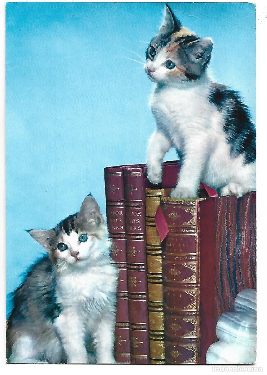 Postales: GATOS POSANDO SOBRE LIBROS - Foto 1