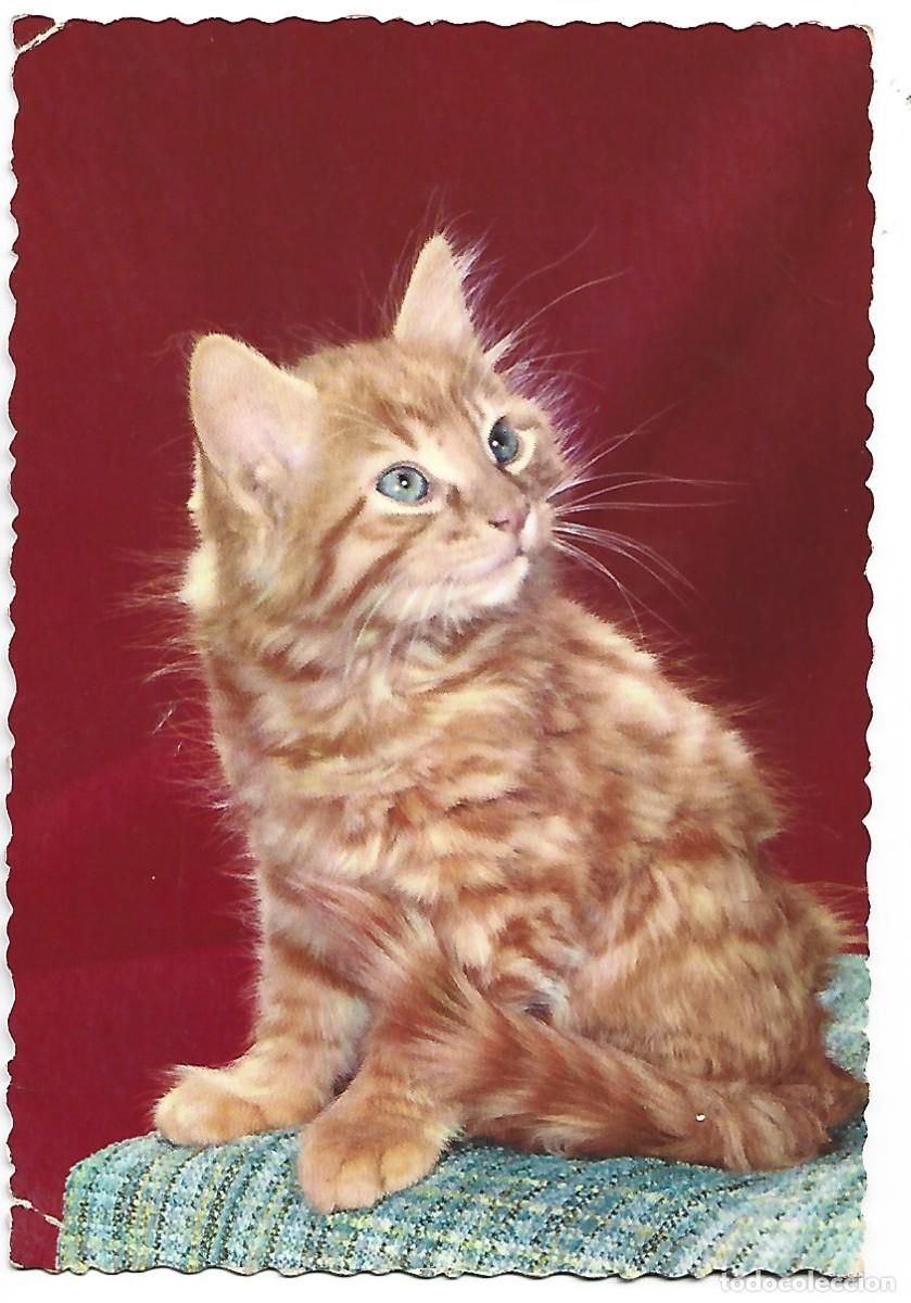 Postales: GATO EN POSTURA DE ATENCION - Foto 1