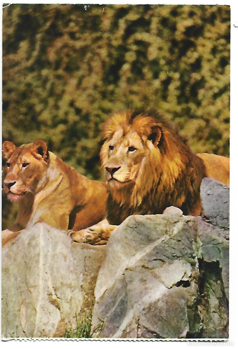 Postales: PAREJA DE LEONES.... - Foto 1