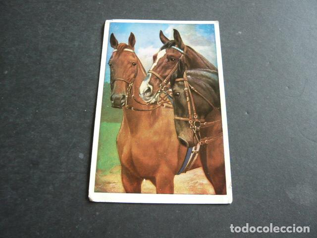 Postales: CABALLOS EQUINOS POSTAL - Foto 1