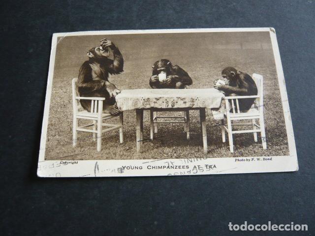 Postales: CHIMPANCES SIMIOS POSTAL - Foto 1