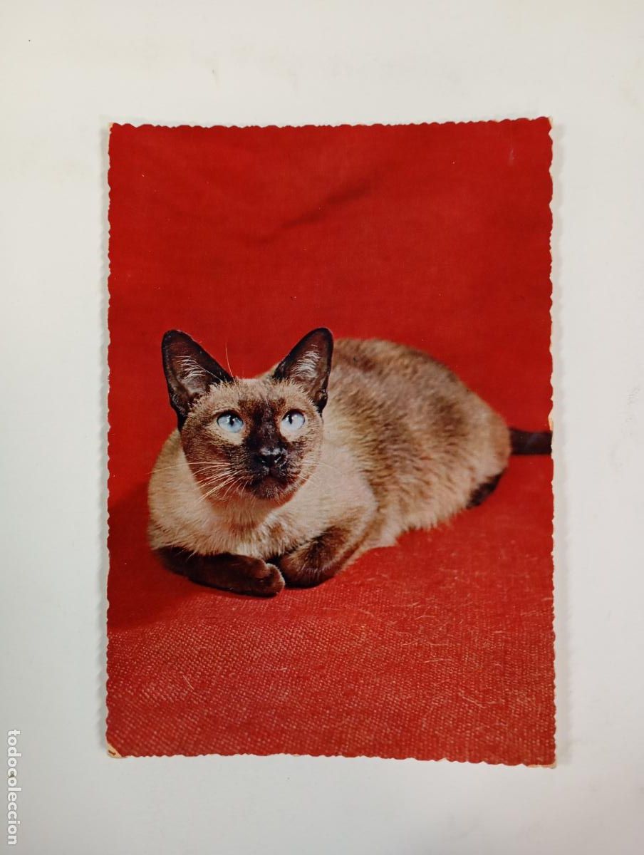 Postales: POSTAL GATO. CIRCULADA. TDKP27D - Foto 1