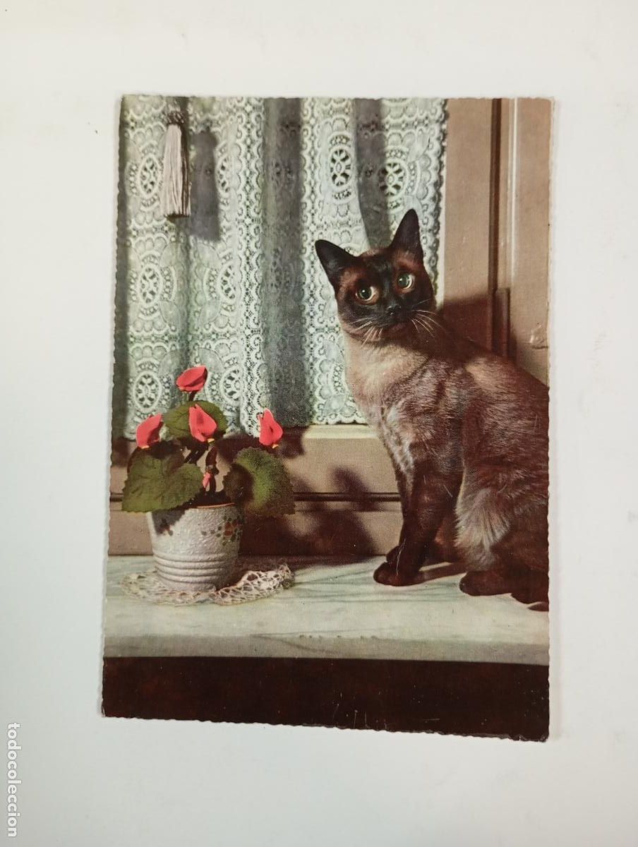 Postales: POSTAL GATO. CIRCULADA. TDKP27D - Foto 1
