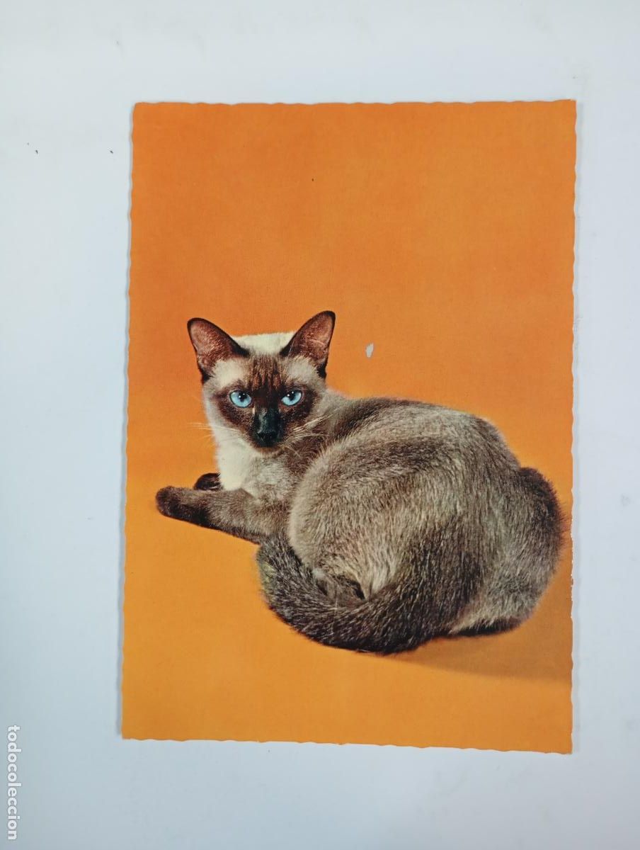 Postales: POSTAL GATO. CIRCULADA. TDKP27D - Foto 1