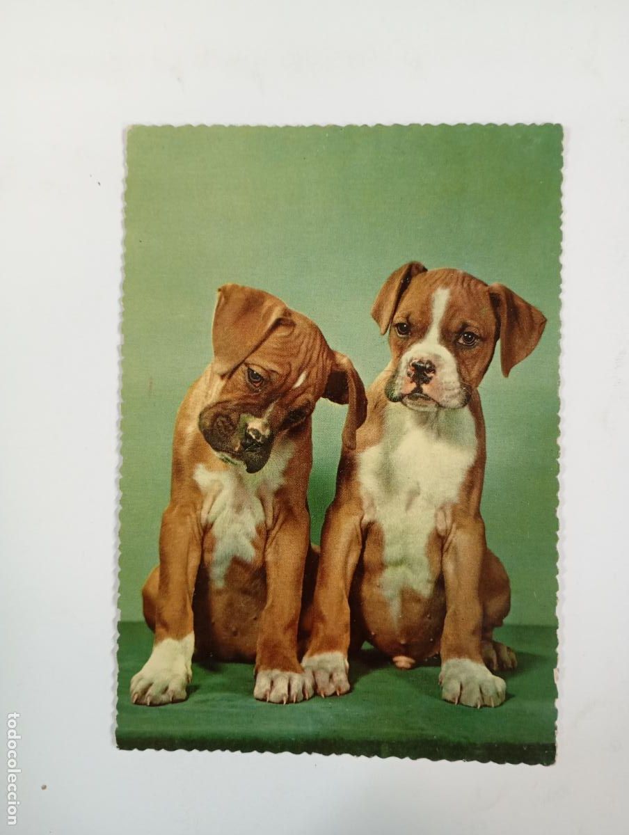 Postales: POSTAL PERROS. CIRCULADA. TDKP27D - Foto 1