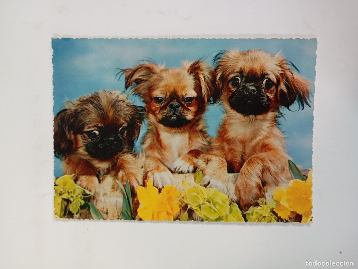 Postales: POSTAL PERROS. CIRCULADA. TDKP27D - Foto 1