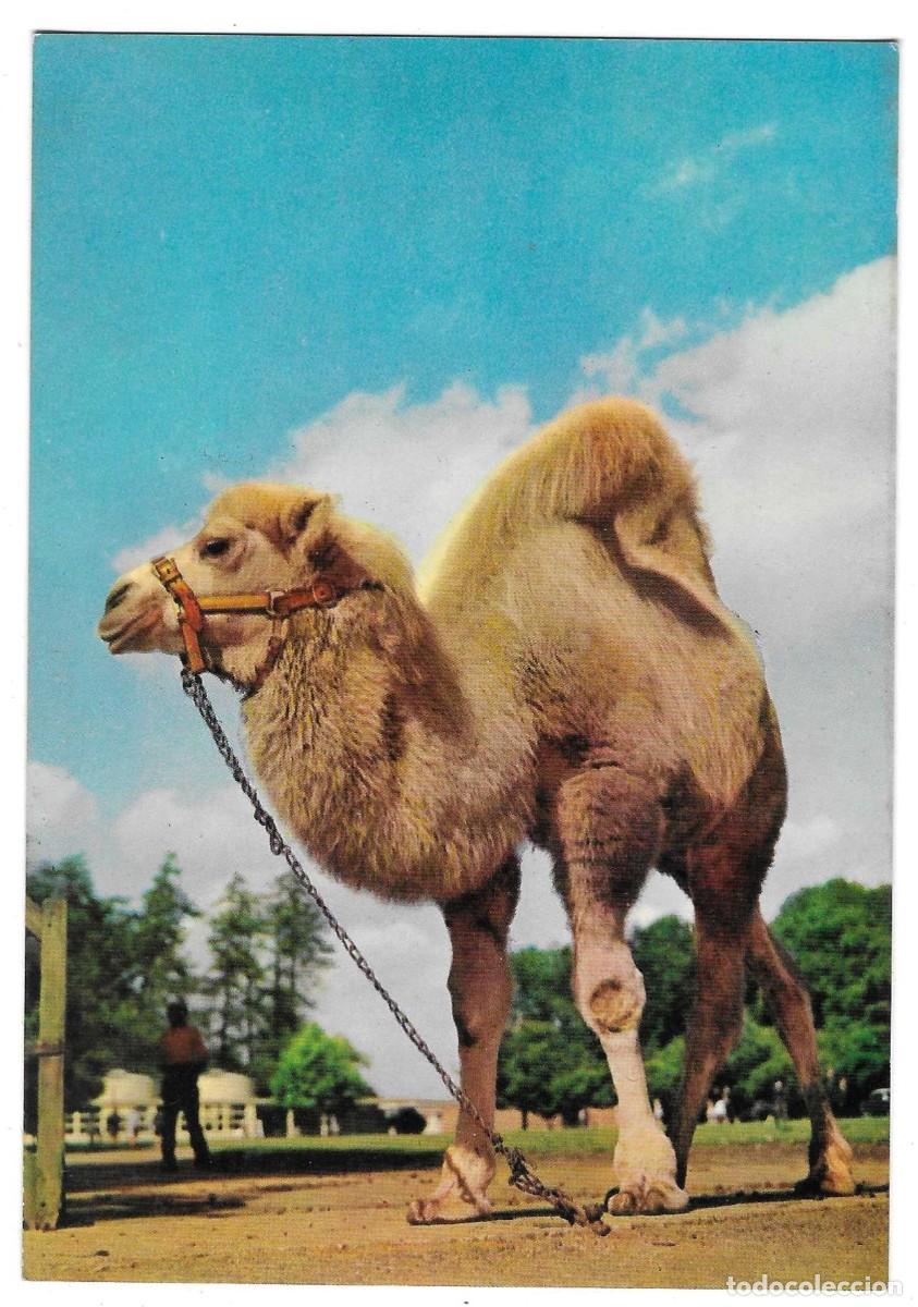 Postales: Postal Animales. Camello. ref. 7-ani61 - Foto 1