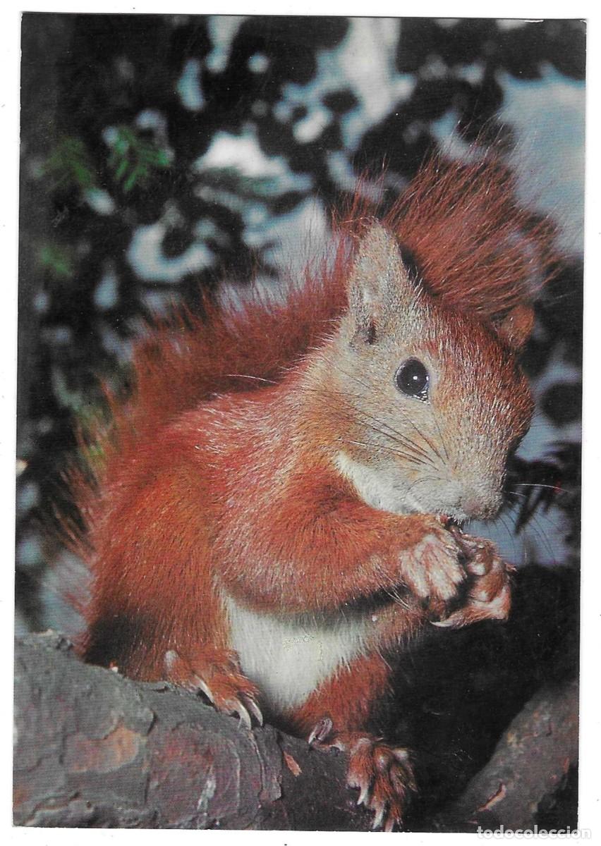 Postales: Postal Animales. Ardilla. ref. 7-ani63 - Foto 1