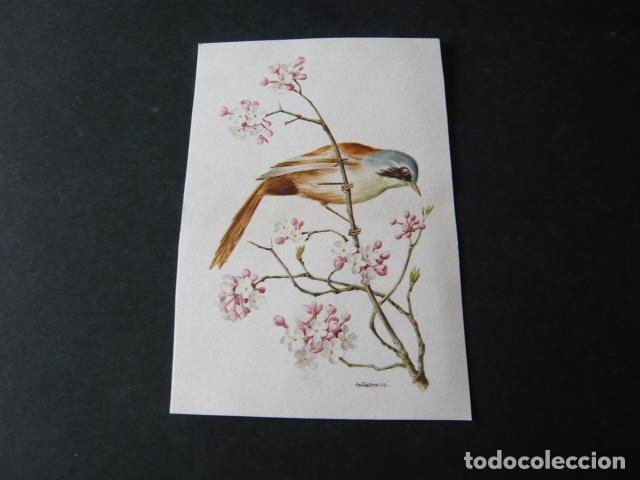 Postales: PAJARO POSTAL ILUSTRADA - Foto 1