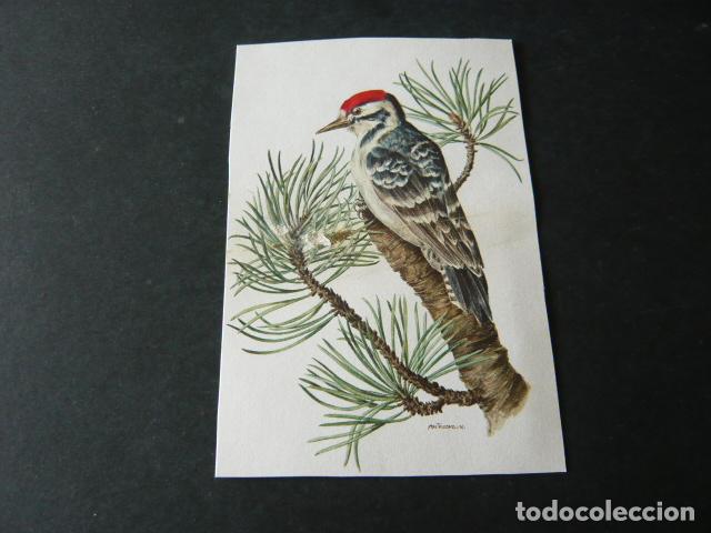 Postales: PAJARO POSTAL ILUSTRADA - Foto 1