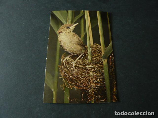 Postales: PAJARO EN NIDO POSTAL - Foto 1