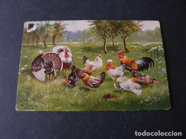 Postales: PAVOS Y GALLINAS POSTAL - Foto 1
