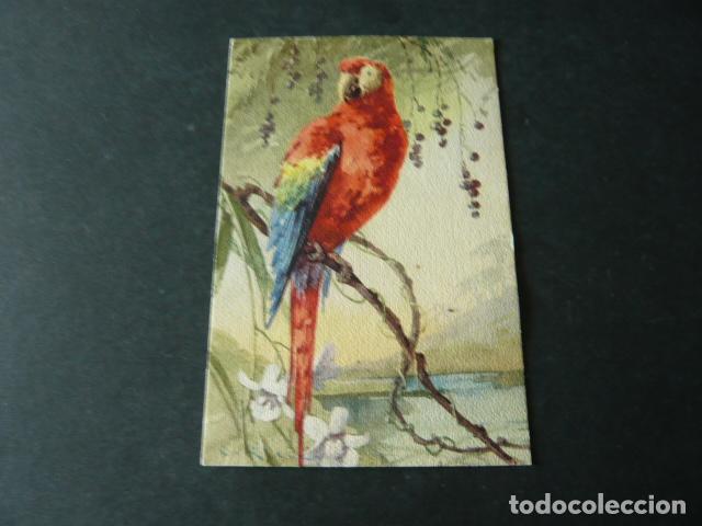 Postales: LORO EN RAMA DE ARBOL POSTAL - Foto 1