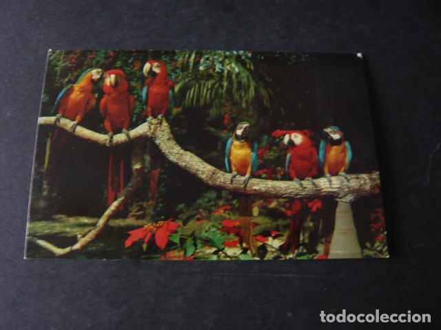 Postales: LOROS EN RAMA DE ARBOL POSTAL - Foto 1