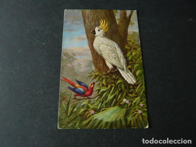 Postales: LOROS EN RAMA DE ARBOL POSTAL - Foto 1