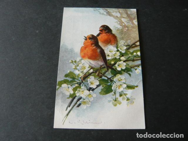 Postales: PAJAROS POSTAL ILUSTRADA - Foto 1
