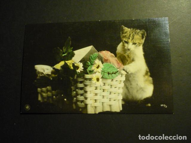 Postales: GATO CON CESTA DE FLORES POSTAL - Foto 1
