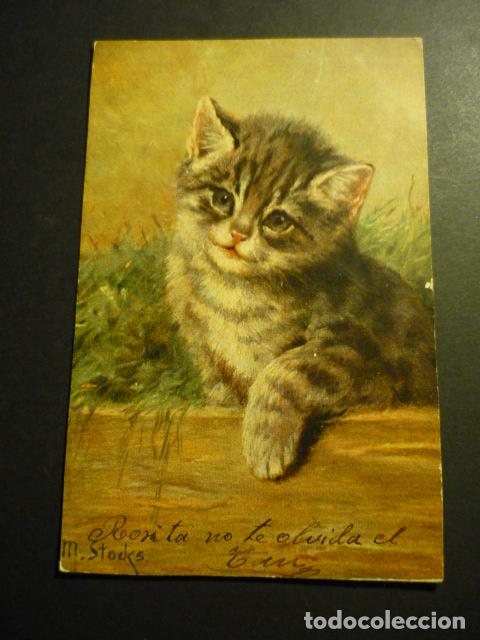 Postales: GATO POSTAL CROMOLITOGRAFICA - Foto 1