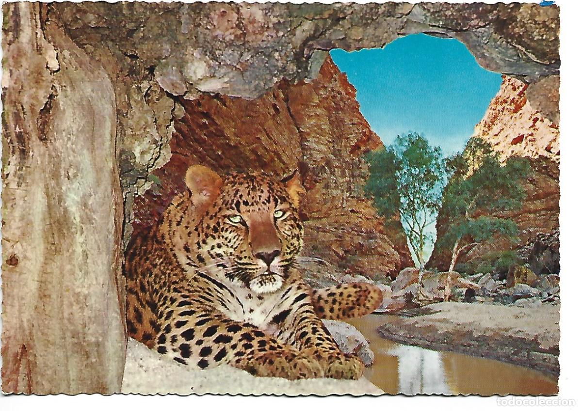 Postales: LEOPARDO.- (PANTHERA PARDUS) - Foto 1