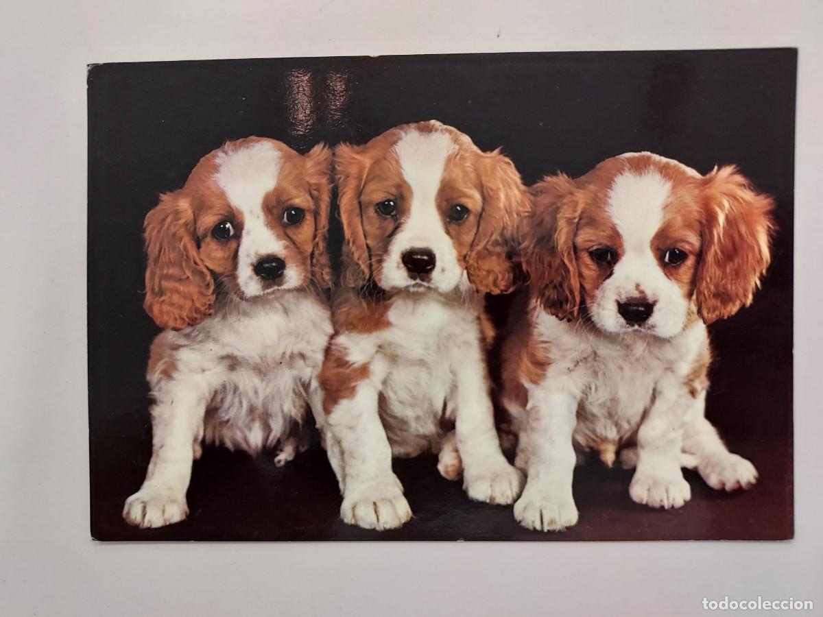Postales: POSTAL PERRO 3 PERRITOS CAVALIER KING CHARLES SPANIEL. ESCRITA - Foto 1