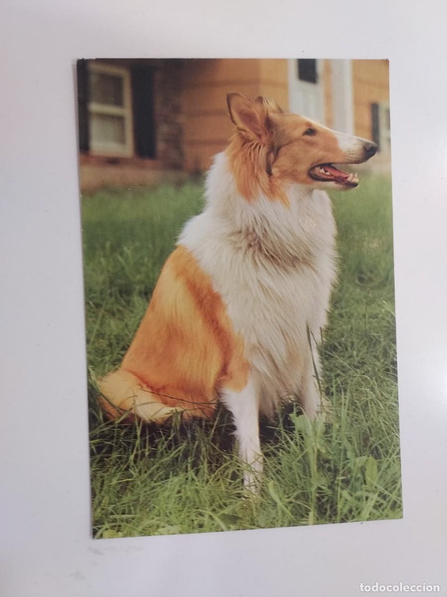 Postales: POSTAL PERRO ROUGH COLLIE PASTOR ESCOCES. SIN CIRCULAR - Foto 1