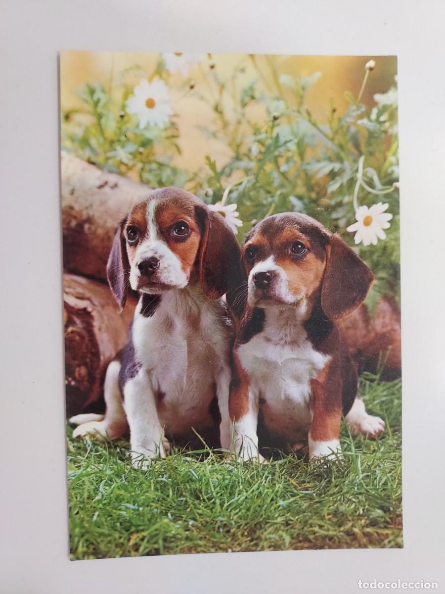 Postales: POSTAL PERRO DOS PERROS RAZA BEAGLE. SIN CIRCULAR - Foto 1