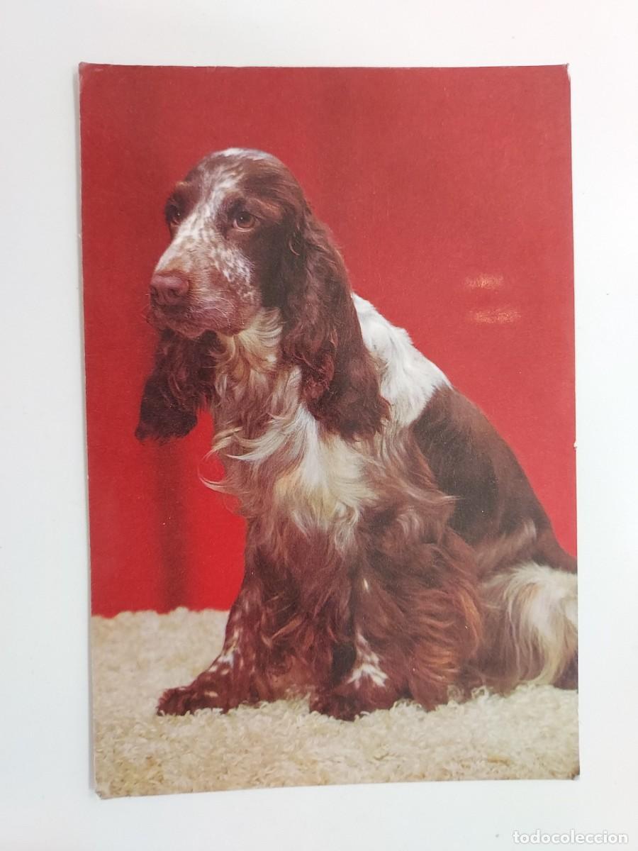 Postales: POSTAL PERRO COCKER SPANIEL INGLES. SIN CIRCULAR - Foto 1