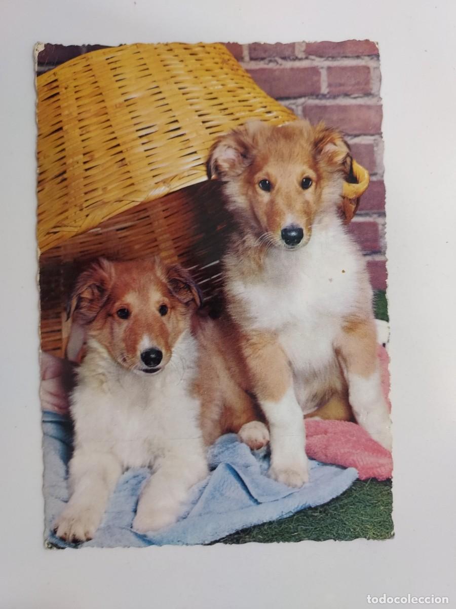 Postales: POSTAL PERRO 2 PERROS RAZA COLLIE. ESCRITA - Foto 1