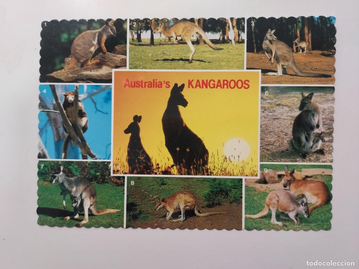 Postales: POSTAL CANGURO AUSTRALIA. SIN CIRCULAR - Foto 1