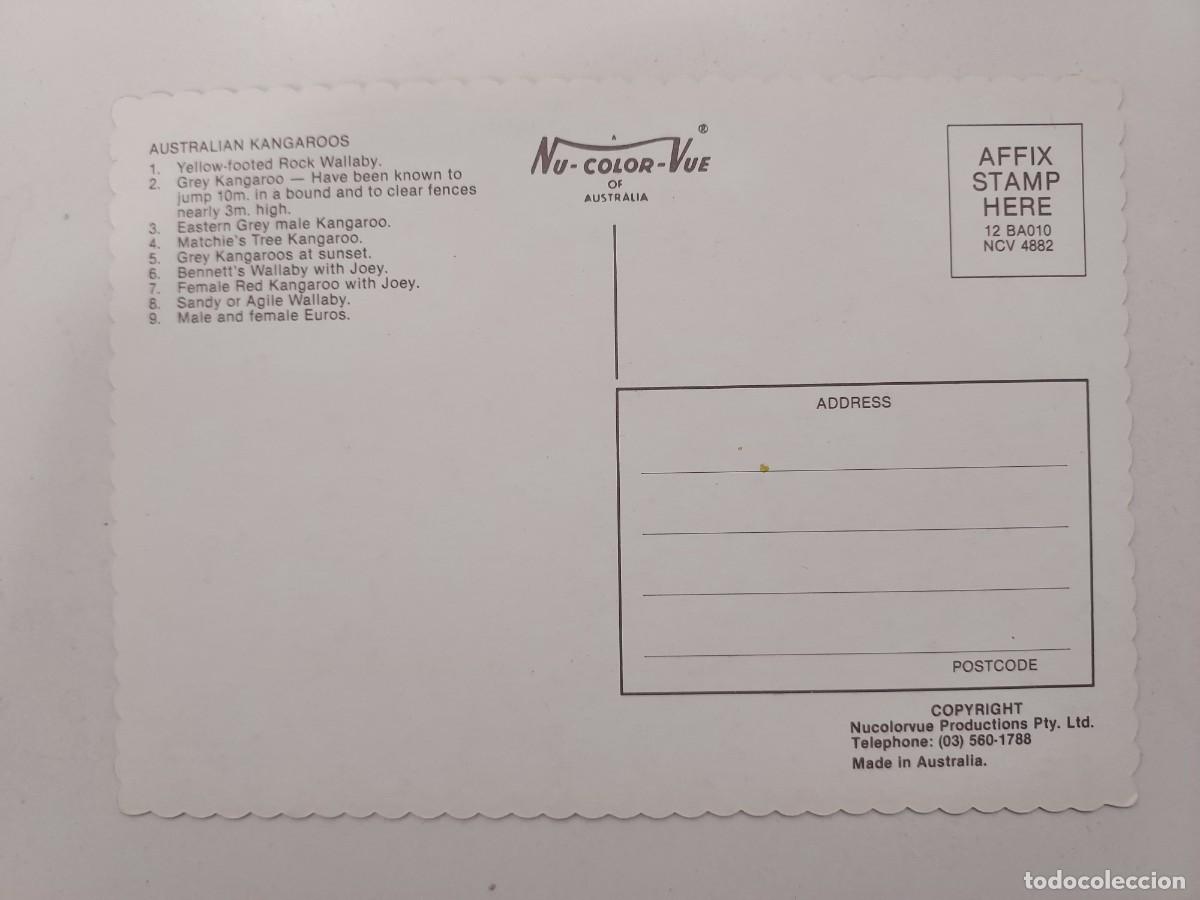 Postales: POSTAL CANGURO AUSTRALIA. SIN CIRCULAR - Foto 2