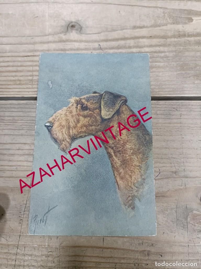 Postales: ANTIGUA POSTAL TEMATICA PERROS - Foto 1