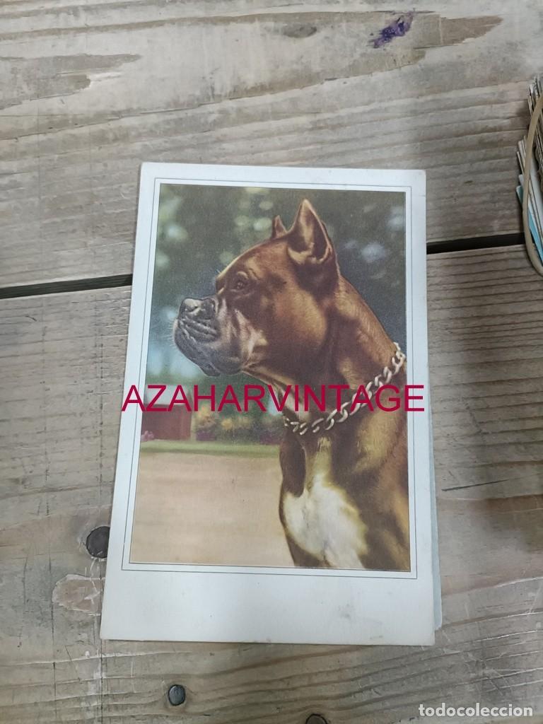Postales: ANTIGUA POSTAL TEMATICA PERROS - Foto 1