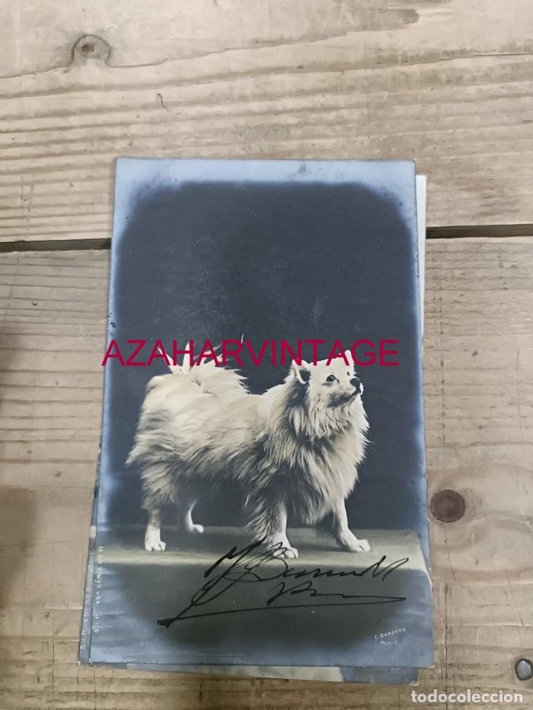 Postales: ANTIGUA POSTAL TEMATICA PERROS - Foto 1