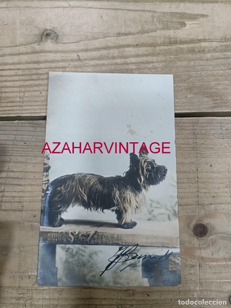 Postales: ANTIGUA POSTAL TEMATICA PERROS - Foto 1