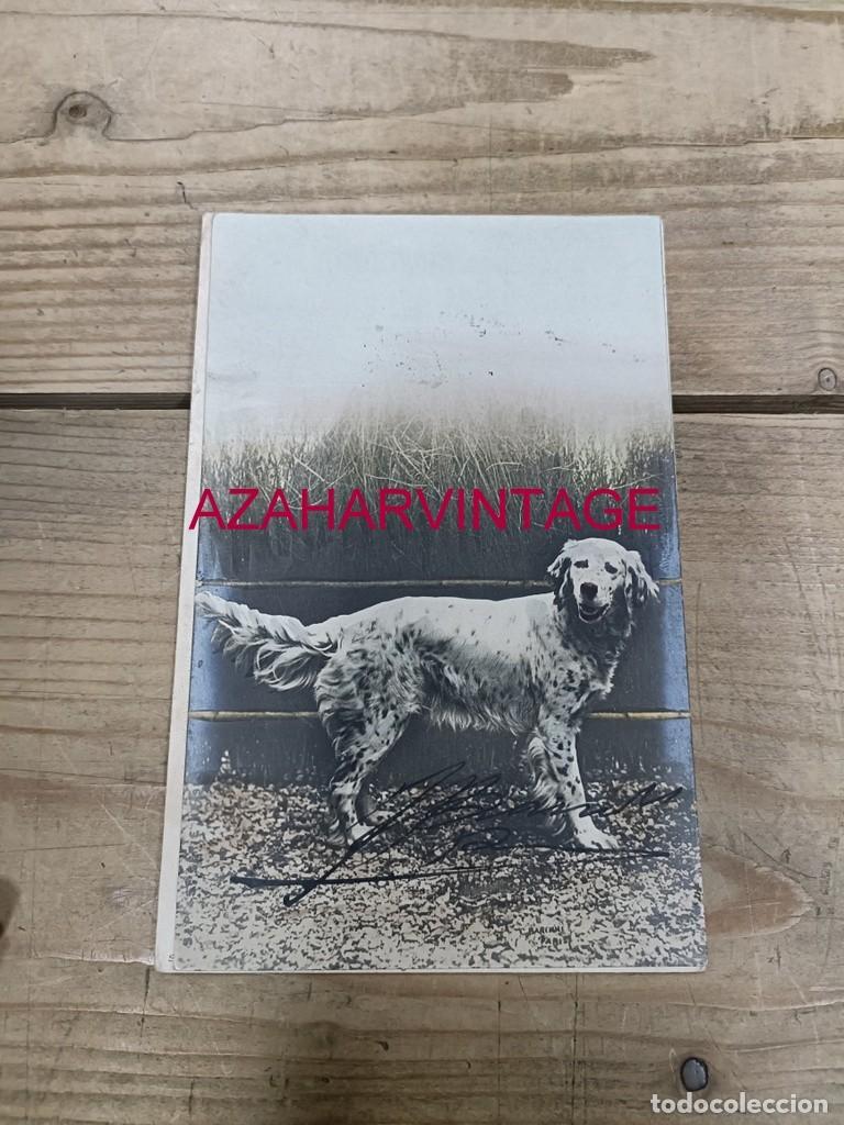 Postales: ANTIGUA POSTAL TEMATICA PERROS - Foto 1